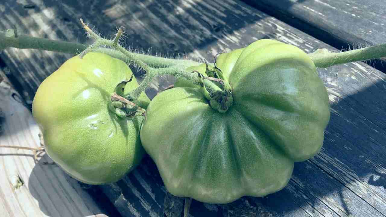 Pomodori Verdi Sott Olio Ricetta Consigli E Varianti