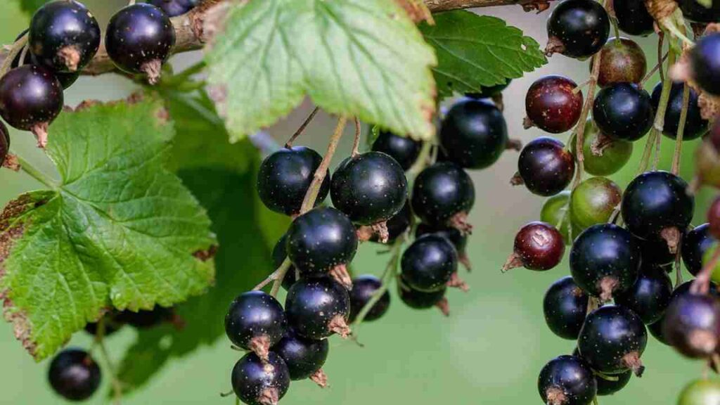 a cosa serve il ribes nero