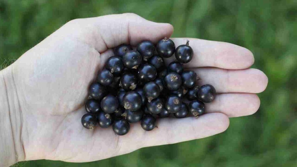 ribes nero controindicazioni