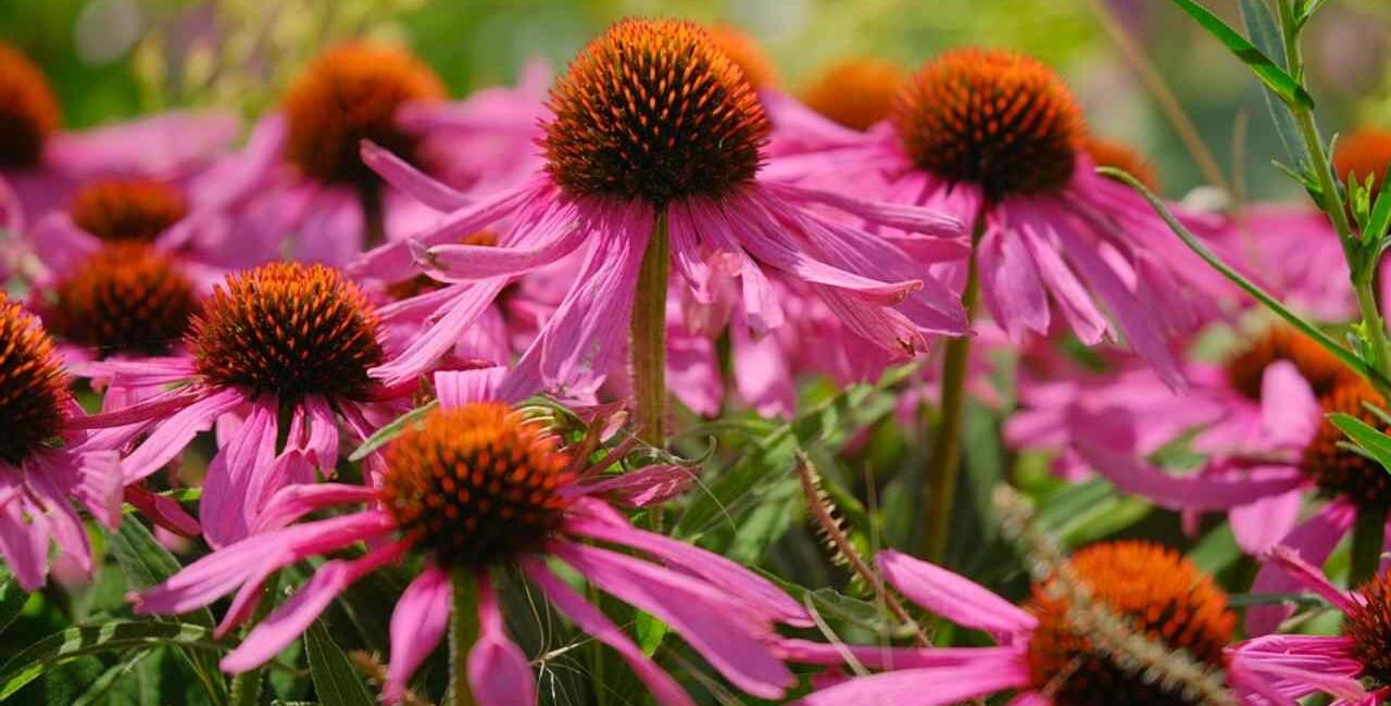 echinacea