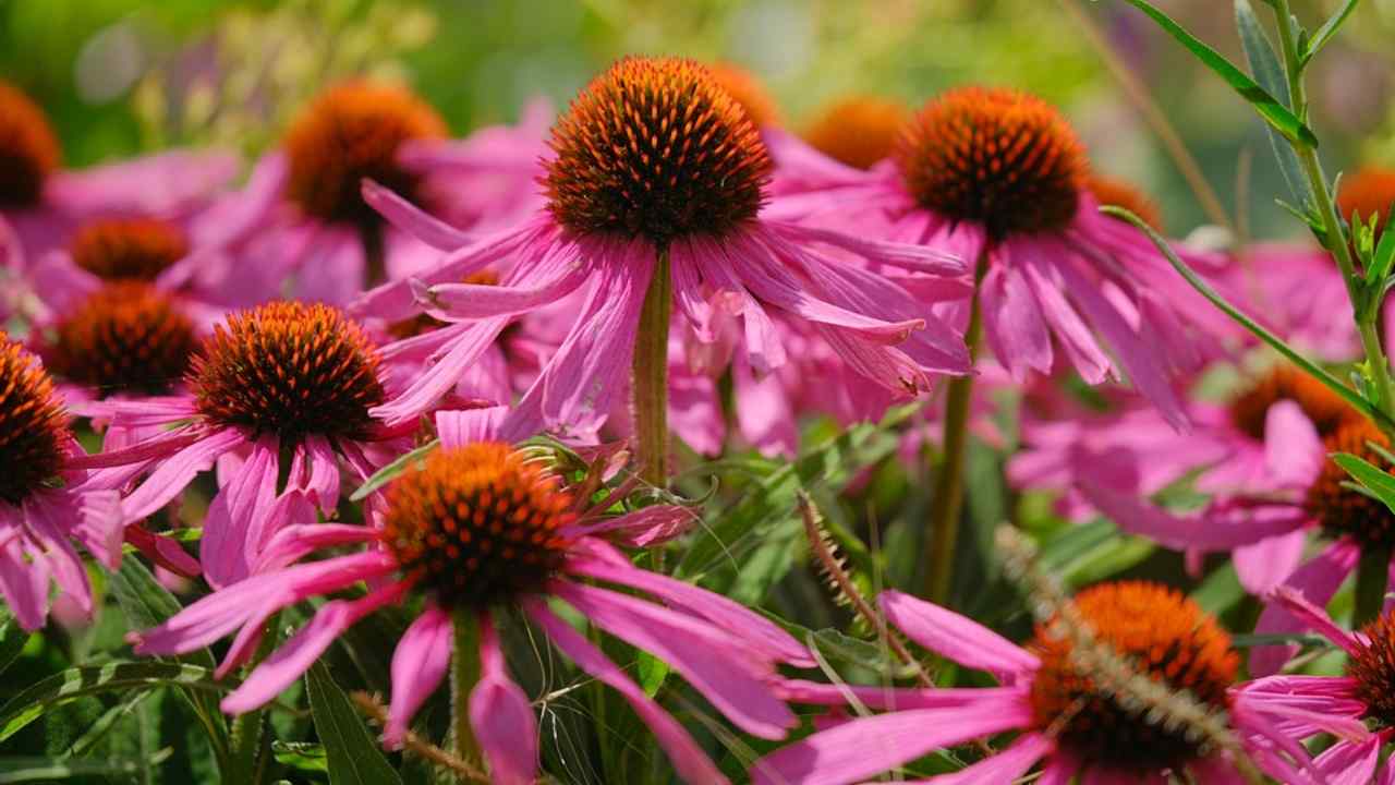 echinacea