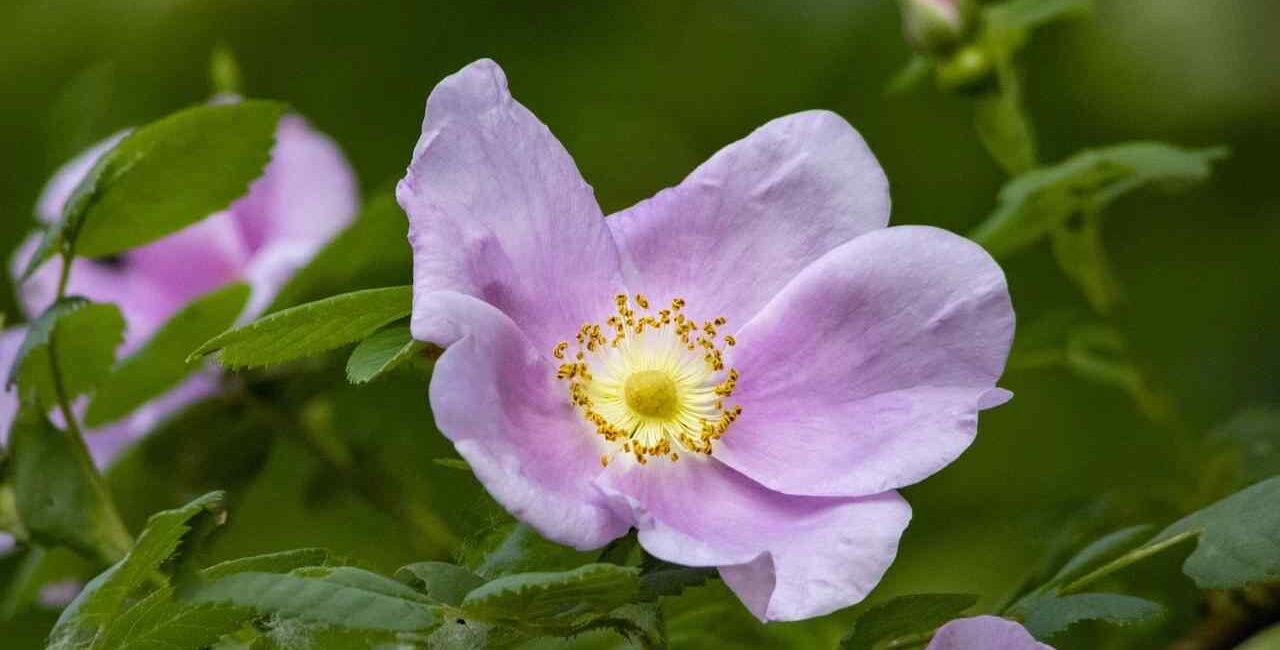 rosa-canina