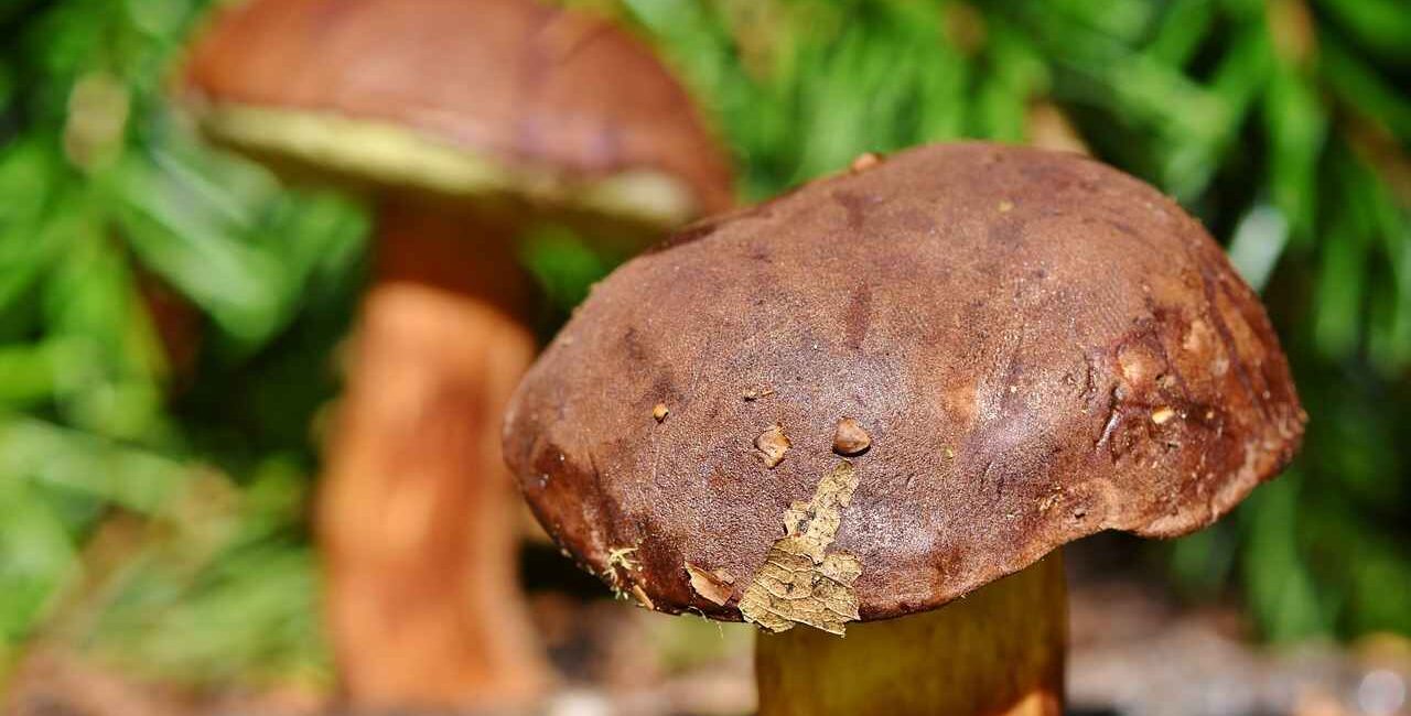 funghi-porcini-Ralphs_Fotos