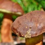 funghi-porcini-Ralphs_Fotos