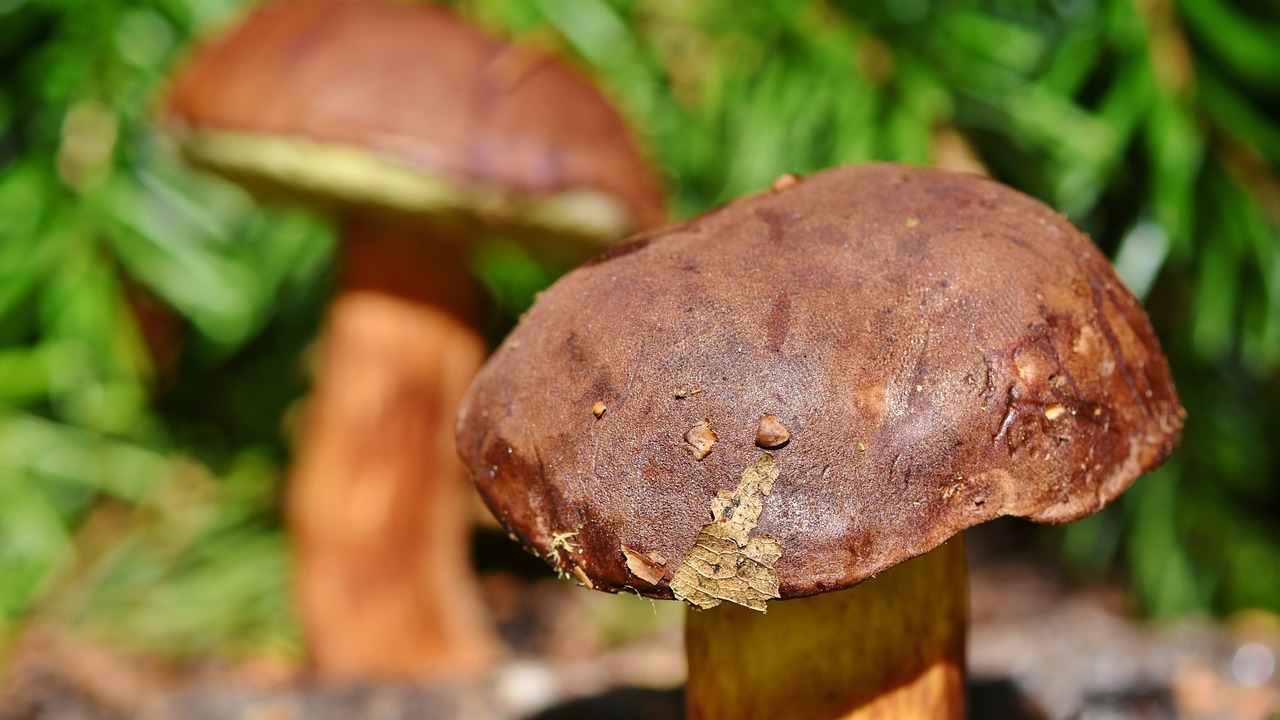 funghi porcini Ralphs Fotos