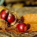 castagne 1