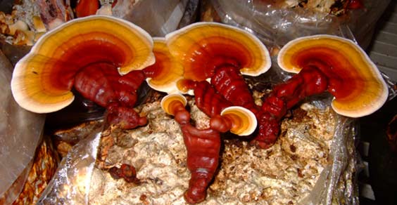 reishi