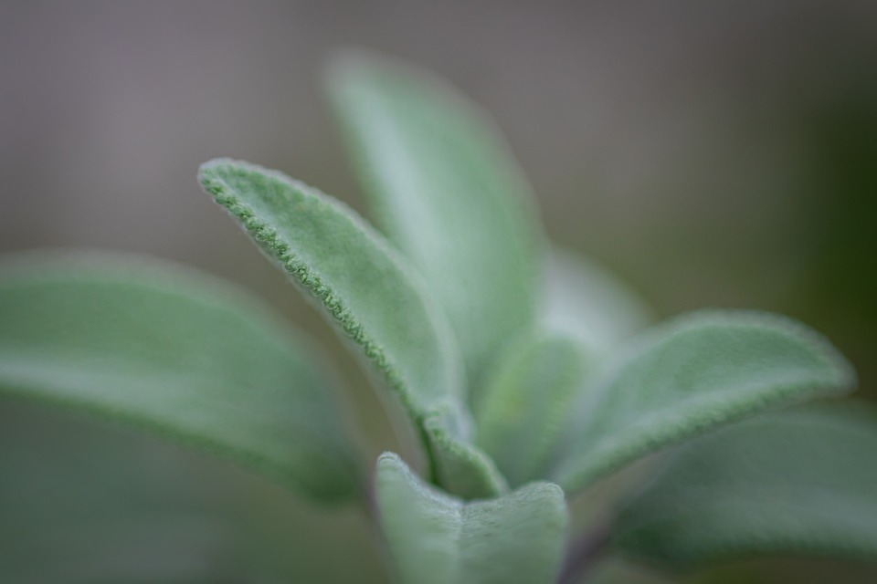 salvia officinalis tisana