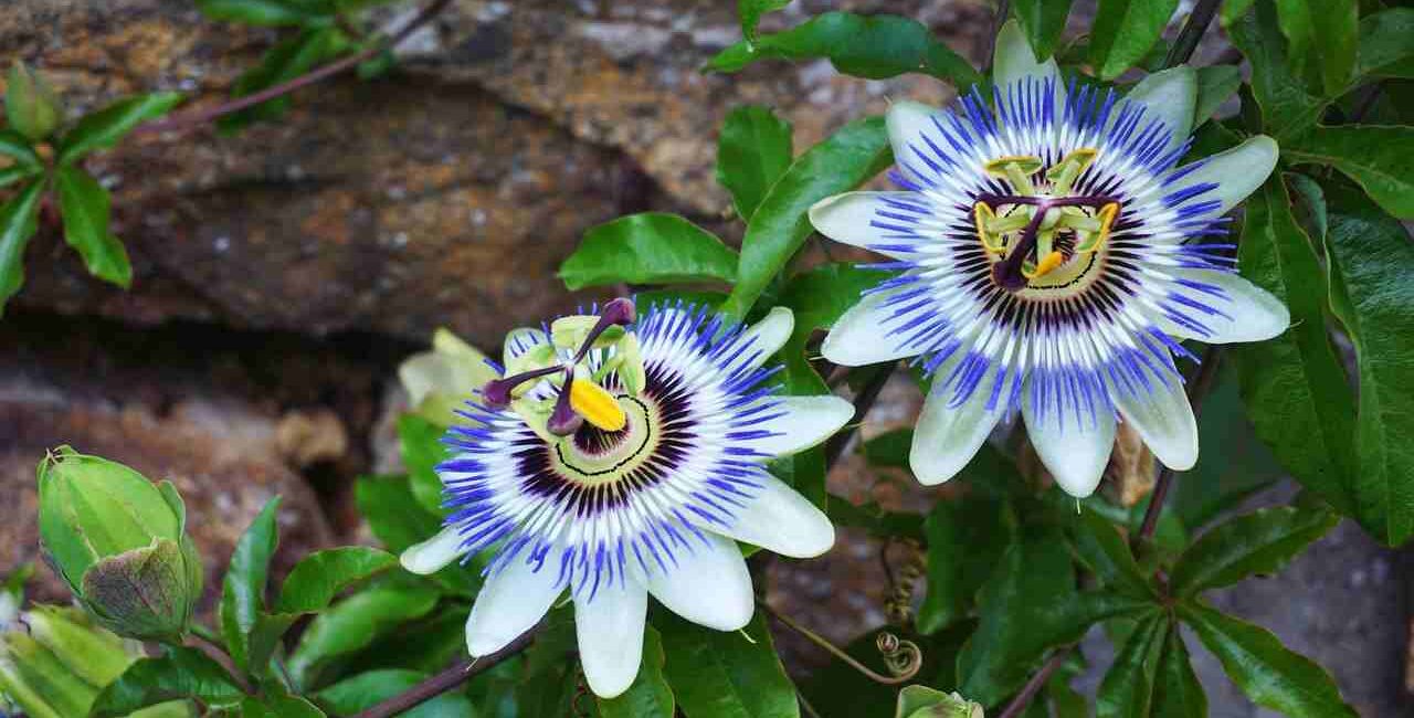 passiflora-per-l-ansia-e-lo-stress