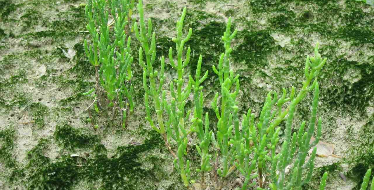 salicornia